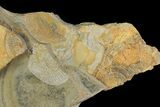 Rare, Fossil Cockroach (Syscioblatta) & Bivalves - Kinney Quarry, NM #80427-2